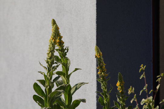 Tall yellow Great Mullein (Verbascum thapsus) blooming by a house window. Sunny summer urban gardening, rustic floral background and herbal concept.