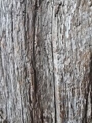 Fototapeta premium bark of a tree
