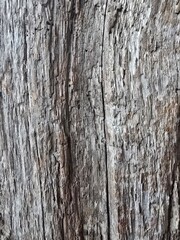 Fototapeta premium bark of a tree