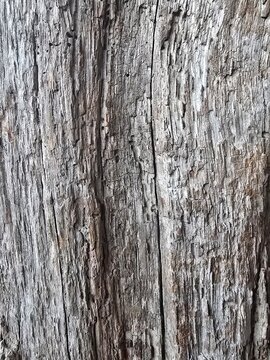 bark of a tree