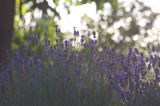 Sun shining through beautiful purple Lavender (Lavandula angustifolia) flowers. Bright summer morning floral background, fresh garden herb concept.