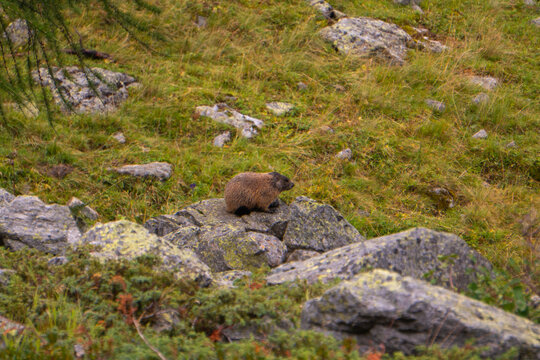 marmot in the swiss mountains