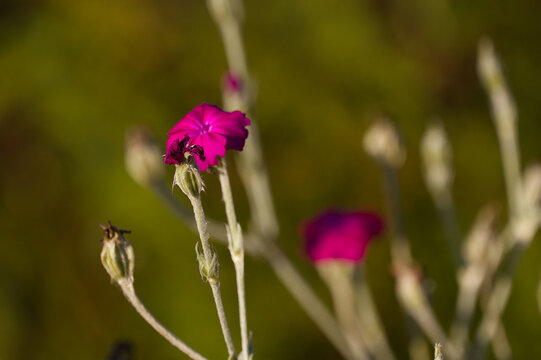 Macro close-up of a vibrant pink rose campion (Silene coronaria) flower with soft green bokeh. Delicate botanical floral background, summer nature concept.