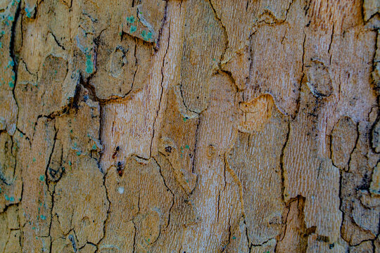 A detailed close-up capturing the unique, flaky, and mottled texture of plane tree bark, showing layers of grey, brown, and green lichen.