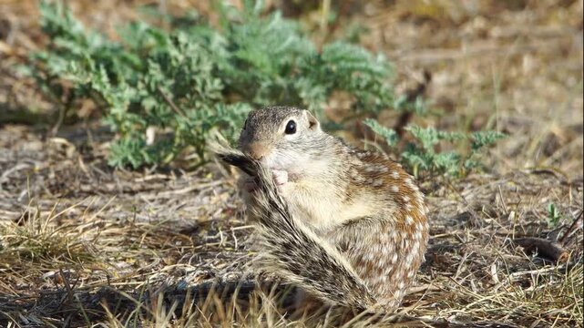 Thirteen-Lined Ground Squirrel Grooming Tail Close Up in Grass 4K