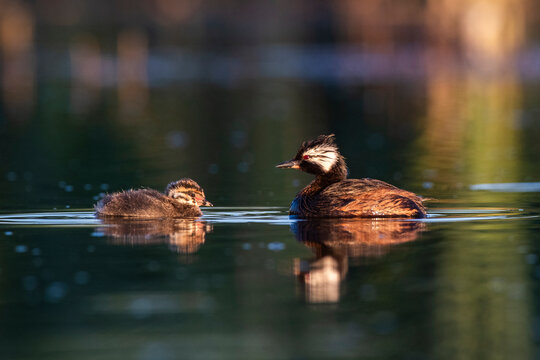 White tufted Grebe swimming, La Pampa Province, Patagonia, Argentina
