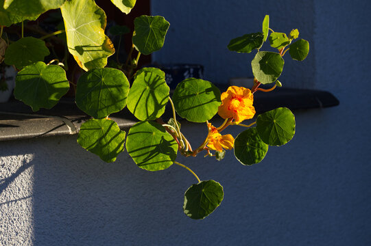 Bright orange nasturtium (Tropaeolum majus) blooming in sunlight against dark wall. Edible flower botanical floral background, urban gardening contrast concept.