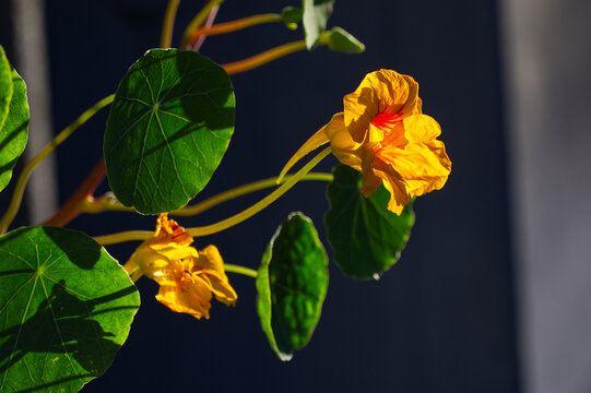 Glowing yellow orange nasturtium (Tropaeolum majus) flower backlit by sun on dark background. Dramatic botanical floral concept, summer vivid macro detail.