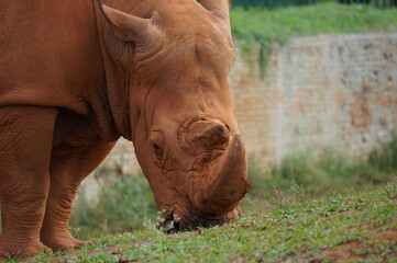white rhino in the grass 003 © Victor