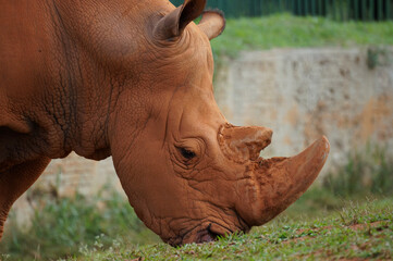 white rhino in the grass 002 © Victor