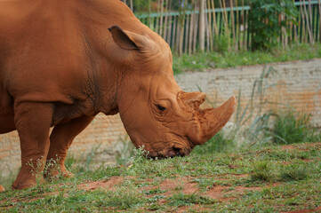 white rhino in the grass 001 © Victor