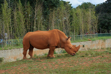 white rhino in the grass 010 © Victor