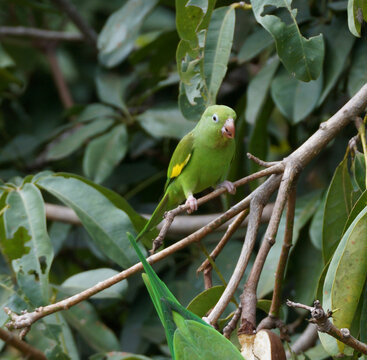 yellow-chevroned parakeet (Brotogeris chiriri) 002