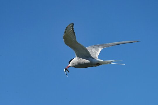 The Arctic tern (Sterna paradisaea) is a tern in the family Laridae. 