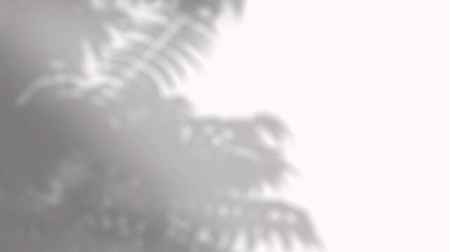 Delicate fern shadows drifting slowly across a white corner wall for brand design