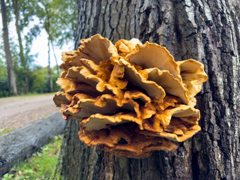 Fungus growing on a roadside mature tree trunk in autumn, surrounded by lush vegetation. Ideal for nature, woodland, fungi, ecology and seasonal concepts.