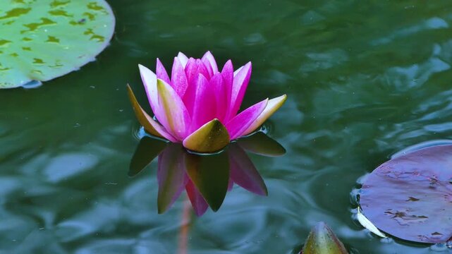 pink water lily. High quality 4k footage