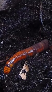 Close-up of a millipede crawling on dark wet soil in nature