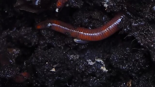 Close up of earthworms moving and crawling through dark rich soil and organic compost.