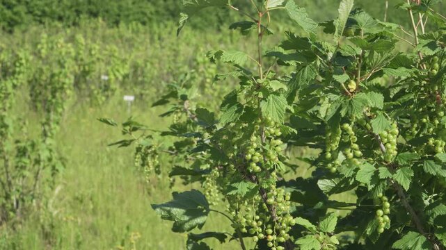 Unripe Green Red Currant Berries Growing on Bush in Sunlight