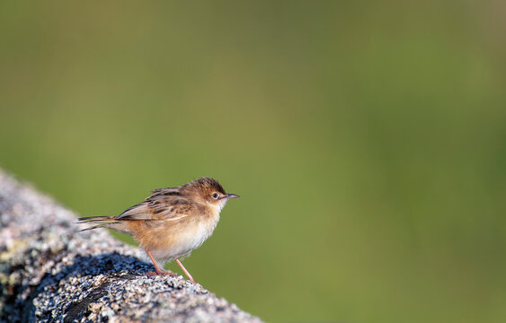 Zitting Cisticola perched on a bush on the Cantabrian coast in Asturias.