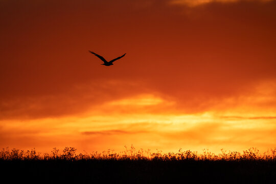 Montagu's harrier flying at dusk.