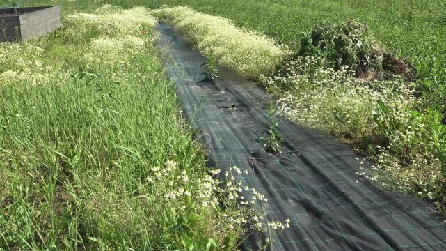 Agricultural Crop Row with Ground Cover and Wildflowers