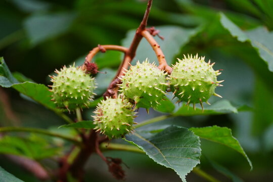 Green prickly buckeye seed pods growing on a horse chestnut tree branch with lush leaves. Close-up shot of raw, unripe Aesculus hippocastanum fruit in nature.