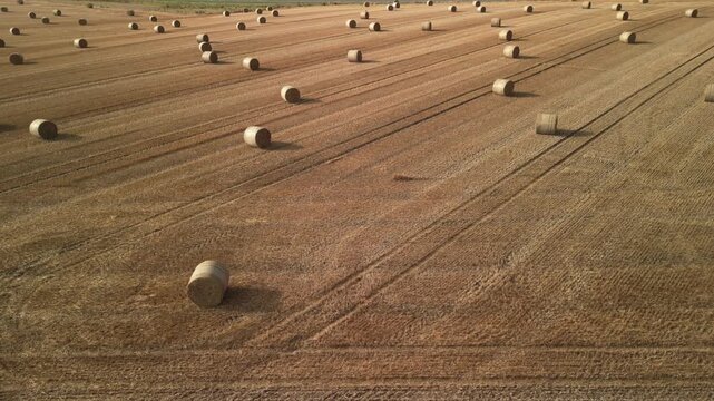 Aerial view of golden hay bales scattered across a harvested field, showcasing the rhythmic patterns of agriculture under a clear blue sky in a rural landscape