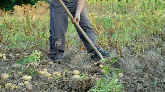 Individual in gray work pants and gloves digs in soil with a shovel, unearthing potatoes from the ground in a rural field surrounded by greenery and scattered tubers in the background