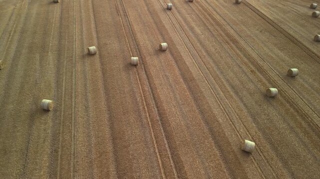 Aerial view of golden wheat field with round hay bales arranged in neat rows, showcasing the agricultural landscape during harvest season in a rural setting