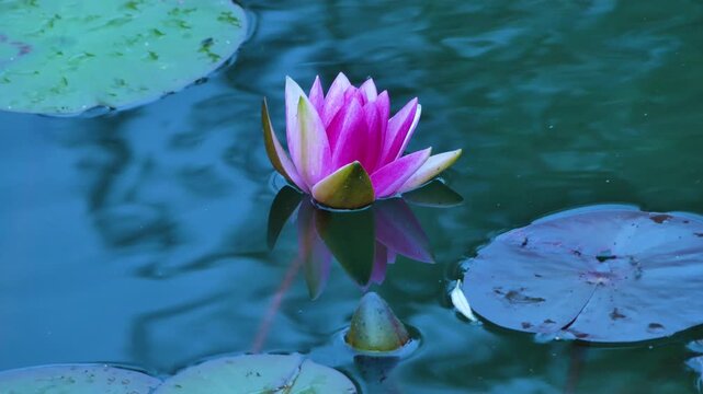 A water lily together with its bud on the water in the evening. High quality 4k footage