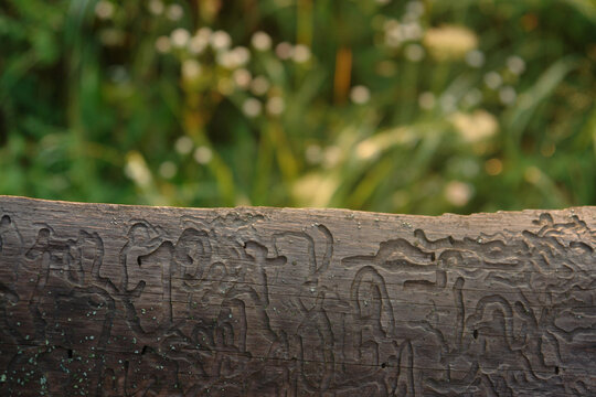 Bark beetle galleries on an old tree trunk. Graphic pattern of wood eaten by bark beetles, Scolytinae insect damage abstract texture