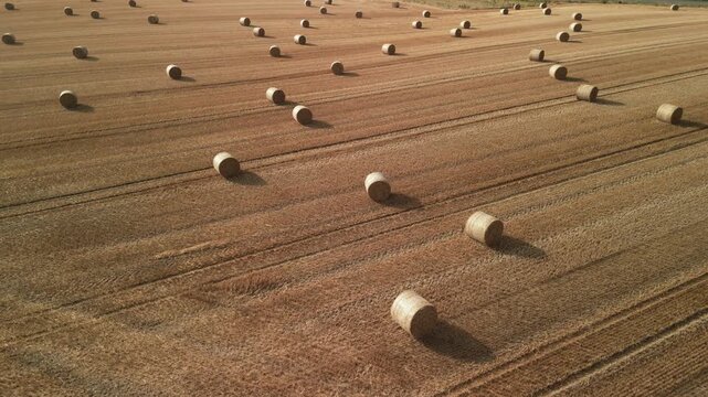 a fresh straw bale in the field. Aerial view of harvested field with round hay bales arranged in rows under bright sunlight, showcasing agricultural landscape in rural setting