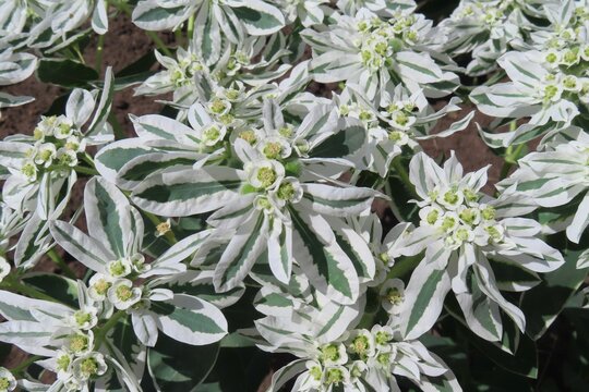 Euphorbia marginata flowers in the garden, closeup