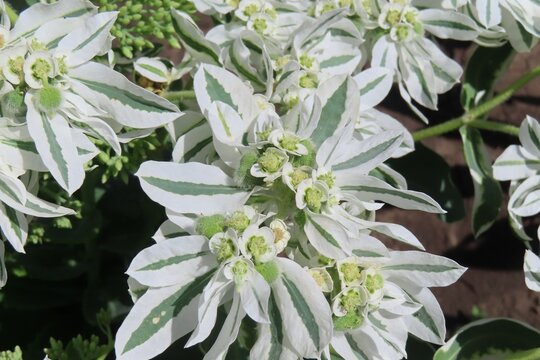 Euphorbia marginata flowers in the garden, closeup