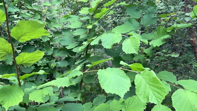 Close Up of Common Lime Tree Leaves in Scottish Woodland