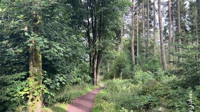 Sycamore and Mixed Trees Along Scottish Woodland Path
