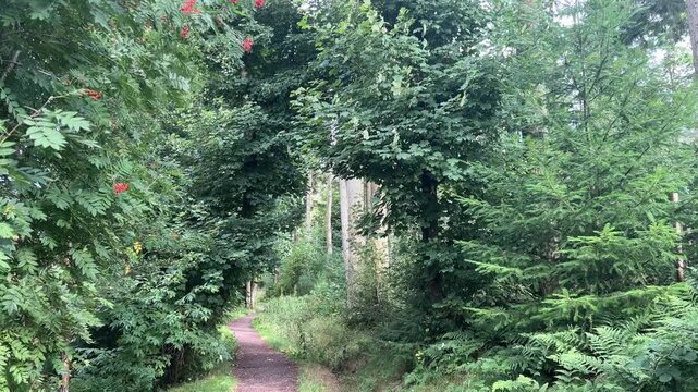 Upwards pan through sycamore trees in scottish woodland