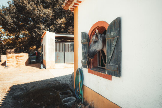 Gray horse looks from an arched stall window into a sunlit farmyard with hay bales and coiled hoses, framed by rustic shutters and ample white wall copy space