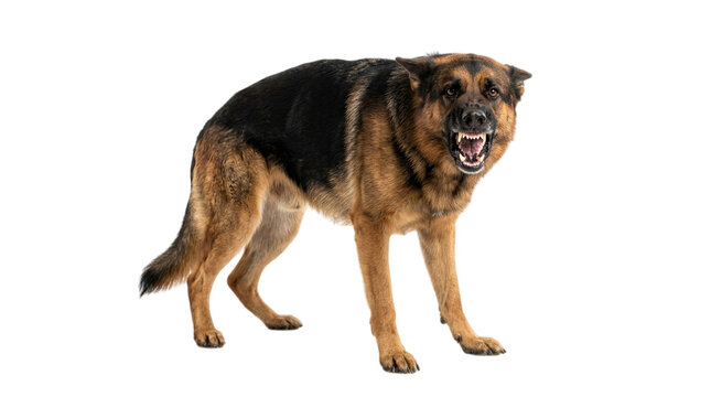 Angry german shepherd dog showing teeth isolated on transparent background