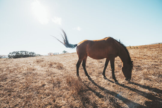 Brown horse grazes alone on a parched hillside with its tail swishing in bright backlight, surrounded by dry grass beneath a vast blue sky with natural copy space