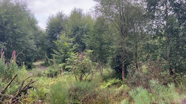 young scottish woodland restoration project trees and thick undergrowth pano