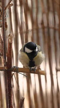 M&eacute;sange bleue pos&eacute;e sur une branche install&eacute;e sur un balcon en milieu urbain. Une sc&egrave;ne naturelle illustrant la pr&eacute;sence de la petite faune sauvage au c&oelig;ur de la ville.