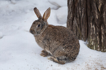 Naklejka premium A gray hare sits on the snow near a tree.