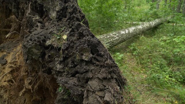 Close up handheld view of uprooted tree roots and dirt in forest