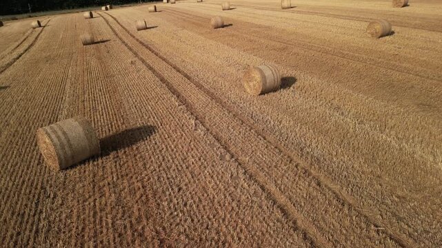 dry bale of straw 4K drone. Aerial view of golden hay bales scattered across a harvested field with distinct rows and shadows cast by the sun in a rural landscape