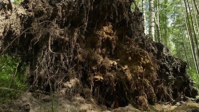 Low angle view of uprooted root ball from fallen birch tree