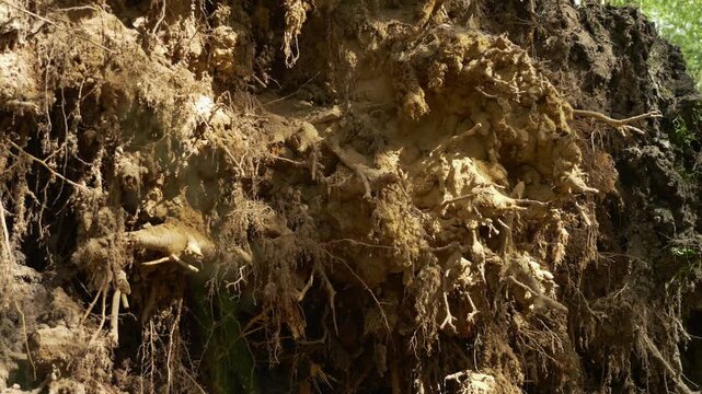 Detailed tilt shot of dirt and roots on uprooted tree