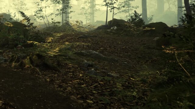 A path is visible in a forest with trees, plants, and scattered leaves. The light filters through the leaves creating shadows on the ground. The scene is natural and quiet.